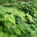 Vancouveria hexandra